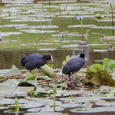 Animals - The Zesty Lemon Restaurant - Xplorio™ Stanford