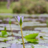 Natures Gift - The Zesty Lemon Restaurant - Xplorio™ Stanford