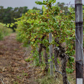 Wine - The Zesty Lemon Restaurant - Xplorio™ Stanford