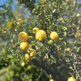 Lemons - The Zesty Lemon Restaurant - Xplorio™ Stanford