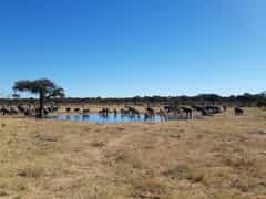 Ontdek Zimbabwe en Botswana (Deel 9)