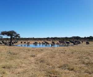 Ontdek Zimbabwe en Botswana (Deel 9)