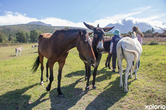 greyton_Animal_welfare_ears_charity_shop_gelding_programme_1712243802