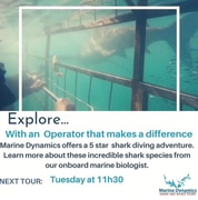 Next Marine Dynamics Shark Cage Diving Trip: 9 April 2024
