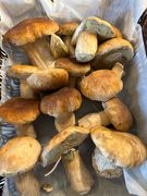 Discover the Porcini Mushroom at Dal-Italia Delicatessen!