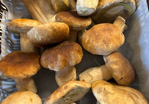 Discover the Porcini Mushroom at Dal-Italia Delicatessen!