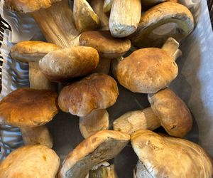 Discover the Porcini Mushroom at Dal-Italia Delicatessen!