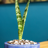 Decor - Lightspeed Wireless & Fibre - Xplorio™ Greyton / Genadendal