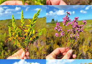 Nature Conservation Efforts: Grootbos Foundation's Wildlife Snapshot