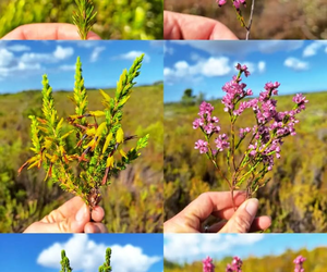 Nature Conservation Efforts: Grootbos Foundation's Wildlife Snapshot
