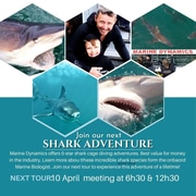 Next Marine Dynamics Shark Cage Diving Trip: 10 April 2024