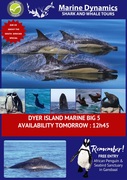 Next Dyer Island Marine Big 5 Tour: 10 April 2024
