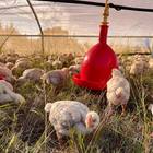 Happy chickens free-ranging in the grass - Overberg Pastures - Xplorio™ Stanford