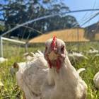 Pasture-raised chicken looking at camera - Overberg Pastures - Xplorio™ Stanford