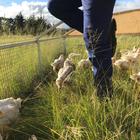 Man stepping out of mobile coop, free-ranging chickens in field - Overberg Pastures - Xplorio™ Stanford