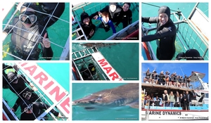 Daily Blog: 09 April 2024 | Shark Cage Diving in South Africa