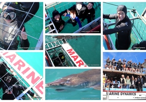 Daily Blog: 09 April 2024 | Shark Cage Diving in South Africa