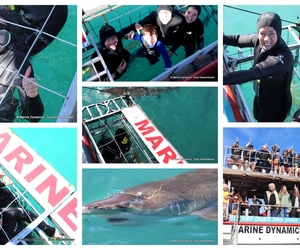 Daily Blog: 09 April 2024 | Shark Cage Diving in South Africa
