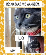 Urgent Appeal: Help Lucy and BARC Cats Find Forever Homes in Gansbaai!