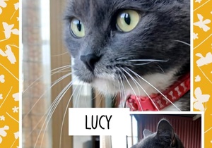 Urgent Appeal: Help Lucy and BARC Cats Find Forever Homes in Gansbaai!
