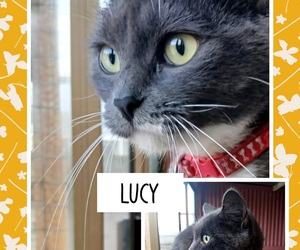 Urgent Appeal: Help Lucy and BARC Cats Find Forever Homes in Gansbaai!