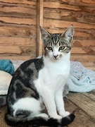 Meet Cleo - Looking for a Forever Home!