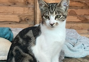 Meet Cleo - Looking for a Forever Home!