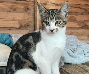 Meet Cleo - Looking for a Forever Home!