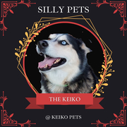 Liebe Promo Day and Silly Pets Competition