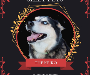 Liebe Promo Day and Silly Pets Competition