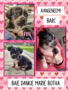 Great News! These Puppies Found Their Forever Homes!