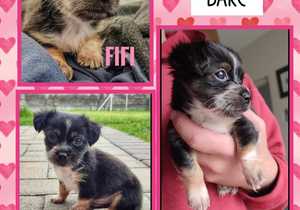 Great News! These Puppies Found Their Forever Homes!