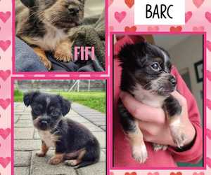 Great News! These Puppies Found Their Forever Homes!