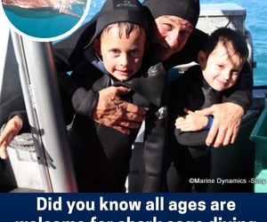 Next Marine Dynamics Shark Cage Diving Trip: 18 April 2024