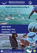 Next Dyer Island Marine Big 5 Tour: 18 April 2024
