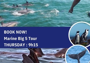 Next Dyer Island Marine Big 5 Tour: 18 April 2024