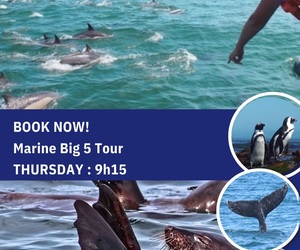 Next Dyer Island Marine Big 5 Tour: 18 April 2024