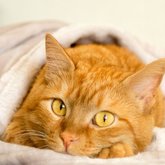 Ginger Ninja - Keiko Pets - Pet Shop - Xplorio™ Kleinmond