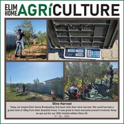 Olive Harvest Success and Limited Edition Olive Oil