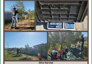 Olive Harvest Success and Limited Edition Olive Oil
