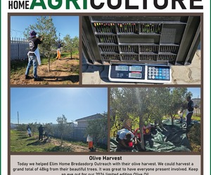 Olive Harvest Success and Limited Edition Olive Oil
