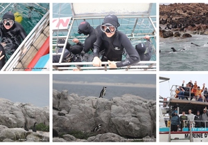 Daily Blog: 17 April 2024 | Shark Cage Diving in South Africa