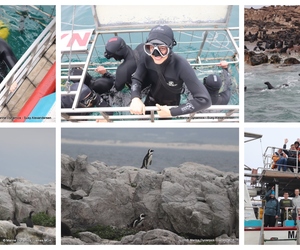 Daily Blog: 17 April 2024 | Shark Cage Diving in South Africa