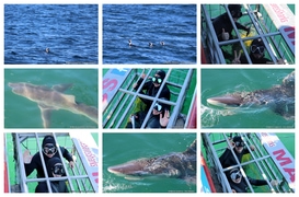 Daily Blog: 22 April 2024 | Shark Cage Diving in South Africa
