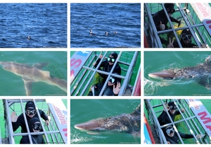 Daily Blog: 22 April 2024 | Shark Cage Diving in South Africa