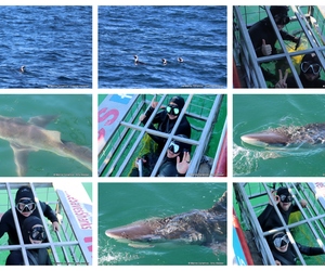 Daily Blog: 22 April 2024 | Shark Cage Diving in South Africa