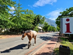 Things to Do Near Vyeboom Cottage