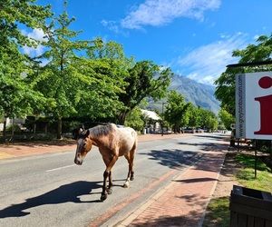 Things to Do Near Vyeboom Cottage