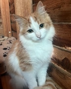 Adopt Gina: Find Your Furry Friend