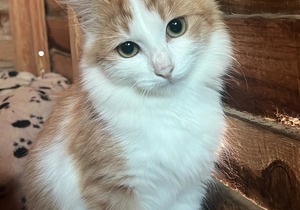 Adopt Gina: Find Your Furry Friend